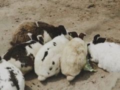 -前小桔亲子创意农场·草莓采摘·露营烧烤