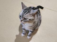 -藏猫猫咖啡主题馆(中央大道店)