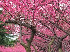 -白塘生态植物园
