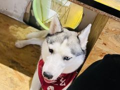 -Husky Go! 哈士奇体验馆·宠物咖啡厅狗咖