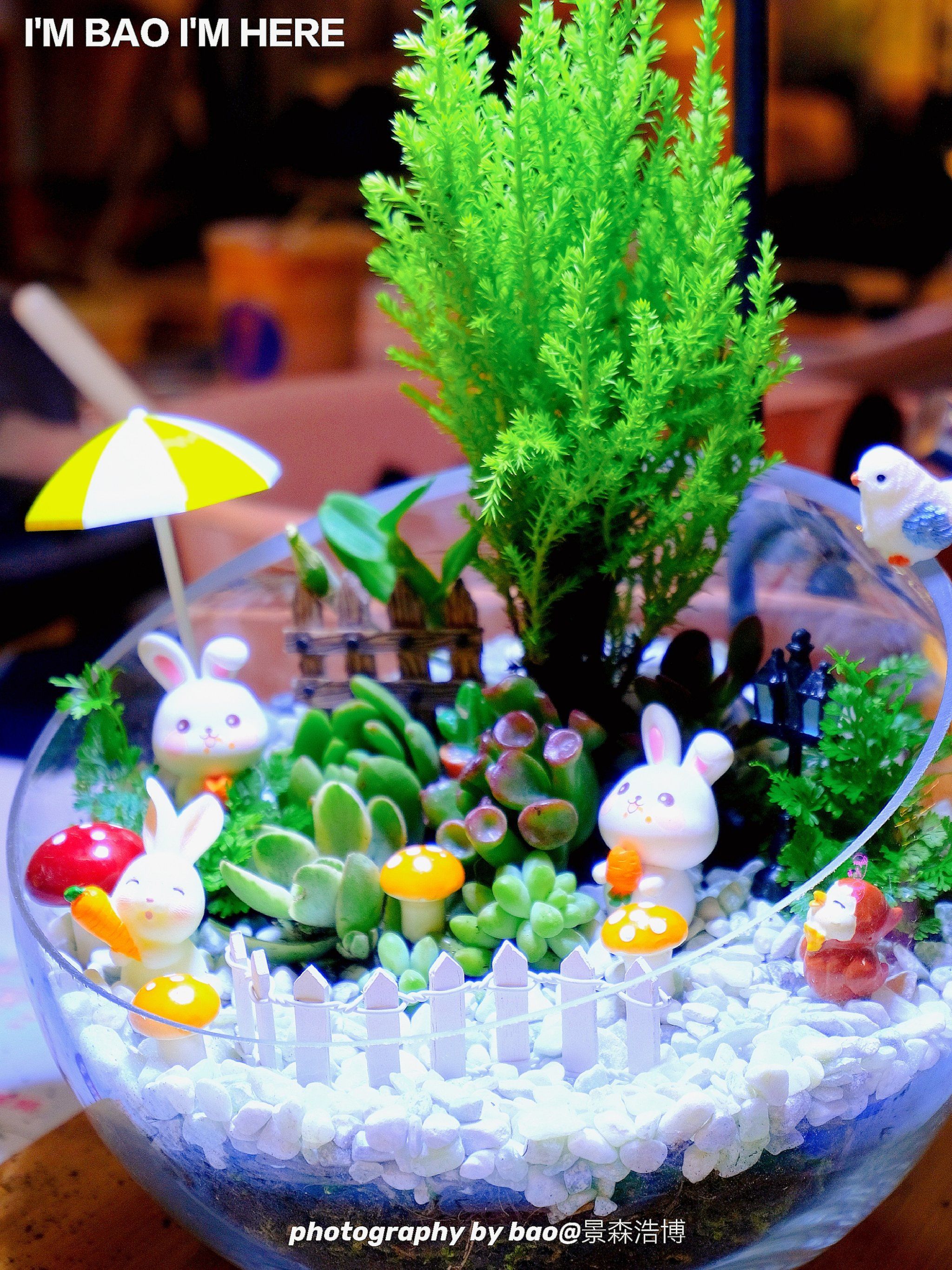 手作·diy微景观多肉植物 | 超治愈好玩6015