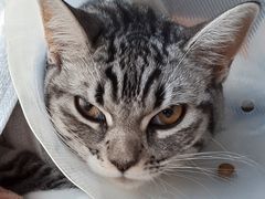 -中农国际动物医院24小时·猫科·骨科·急重症中心