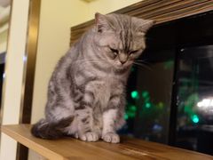 -more than meow吴止猫主题餐厅(承德 中船汇店)