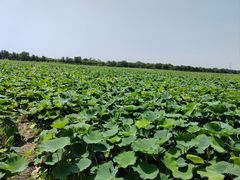 -西青郊野公园