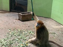 -辛玛王国游乐园