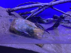 -上海海洋水族馆