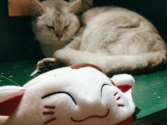 -猫儿山۰猫主题餐厅