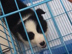 -翊宠yipet猫狗购宠庄园犬舍•猫舍