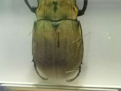 -上海昆虫博物馆