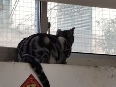 -李小姐の猫咖啡馆(五角场店)