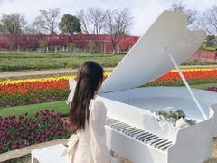 -杭州湾海上花田景区