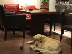 -百好乐宠物友好餐厅(朝外大街店)