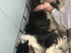 -中农大我爱我爱24h动物医院·中医针灸·猫专科·骨科医疗中心(双井店)
