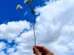 -呼伦贝尔大草原