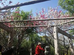 -南汇桃花村