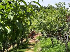 -桃源山庄·水蜜桃采摘·柴火鸡·烧烤团建(龙泉山店)