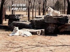 -秦皇岛野生动物园