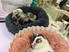 -喵的天空名猫咖啡馆·撸猫·猫舍·用品