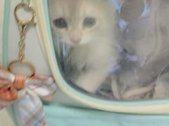 -瑞派福兴宠物医院犬猫全科·骨科·中西医结合(河东店)