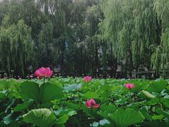 -四川大学(望江校区)