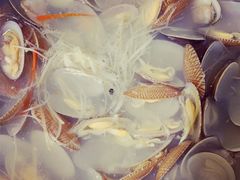 蛤蜊锅（汤）-一品 花 雕 鸡 市民旗舰店