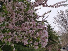 -大兴滨河森林公园