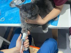 -伟伟宠物医院·CT影像中心·瑞派犬猫综合性门诊(汉口总院)