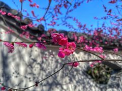 -梅花山(明孝陵内)