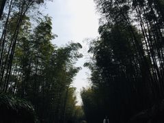 -蜀南竹海景区