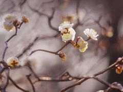 -梅花山(明孝陵内)