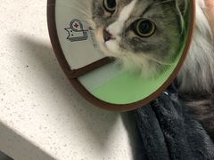 -乐派堂宠物医院·猫友好· 心脏科(东街店)