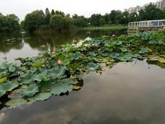-新江湾城公园