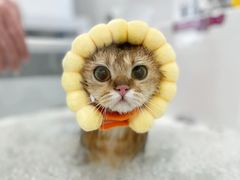 -comecome来吧宠物(奥克斯中心店)