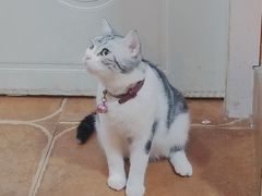 -李小姐の猫咖啡馆(五角场店)