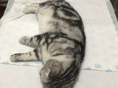 -灵美宠物诊所