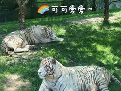 -北京野生动物园