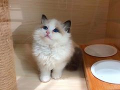 -柚子猫舍·精品猫舍购猫·猫咪认养·购宠·宠物店