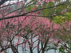 -重庆彩云湖湿地公园