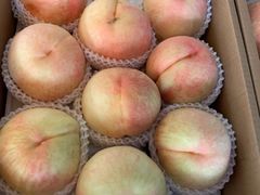 -南汇新场正宗水蜜桃采摘