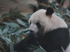 -成都大熊猫繁育研究基地