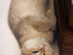 -袖虎·猫馆(体育西路店)