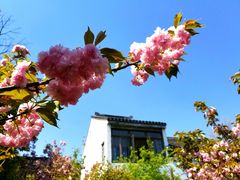 -田园东方蜜桃村的田野营地