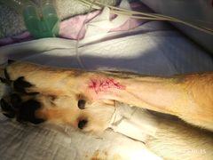 -宠爱国际动物医院· 猫科· 外科·中兽医(长白店)