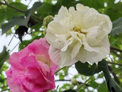 -两河城市森林公园