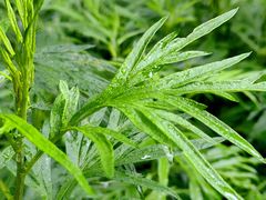 -渭河城市绿地运动公园