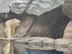 -海合安武汉极地海洋公园