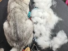 -喵汪宠物生活馆(涞坊路店)