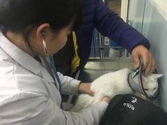 -中农大我爱我爱24h动物医院·中医针灸·猫专科·骨科医疗中心(双井店)
