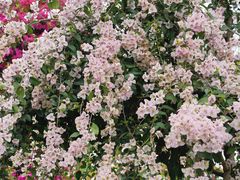 -东莞植物园