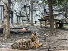 -常州淹城野生动物世界